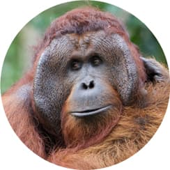 Male orang-utan with cheek pads