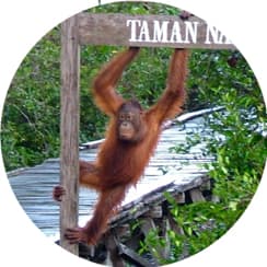 Orang-utan hanging off sign